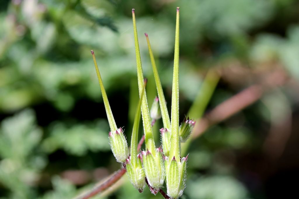 Erodium cicutarium
